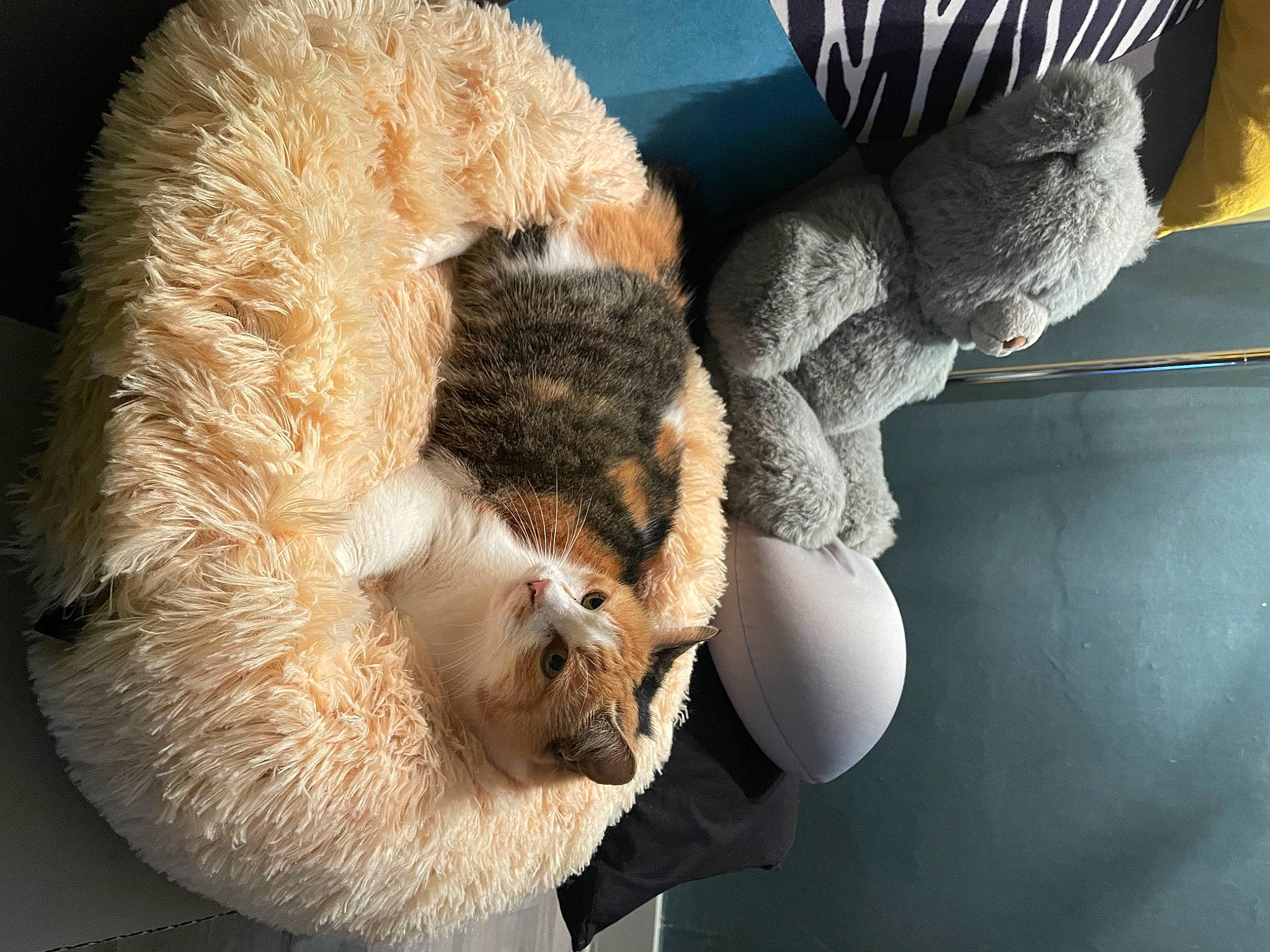 Lili participe au concours pour gagner de l'argent avec cette photo : carnivore, claw, comfort, domestic_short_haired_cat, fawn, feather, felidae, fur, fur_clothing, gesture, glove, paw, plush, small_to_medium_sized_cats, snout, stuffed_toy, tail, terrestrial_animal, toy, whiskers