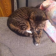 Precious is registered to the contest to win money with this photo: animal, blanket, cat, comfortable, couch, cozy, curled_up, fabric, feline, fleece, furniture, home, indoor, nap, pet, relaxed, resting, sleeping, striped, tabby