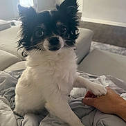 Gucci is registered to the contest to win money with this photo: dog, pet, black_and_white, small_dog, paw, hand, bed, blanket, indoor, cozy, cute, fur, animal, companion, friendship, comfort, living_room, expression, domestic_pet, canine
