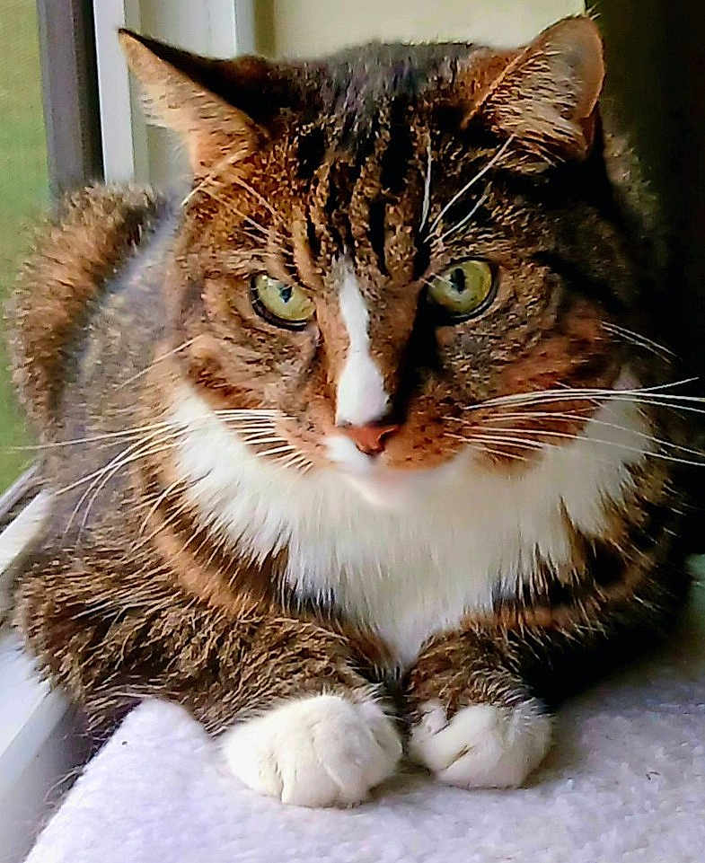 Puppy joined the competition — help win amazing prizes! cat, tabby, pet, animal, feline, whiskers, paws, window, indoor, relaxed, fur, closeup, green_eyes, resting, cute, domestic_cat, mammal, portrait, cozy, alert