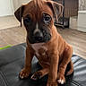 puppy, dog, brown, sitting, indoor, leather, floor, furniture, cute, pet, young, animal, ears, paws, face, expression, canine, home, background, soft_light