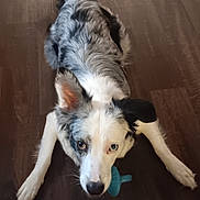 Genoa joined the competition — help win amazing prizes! dog, pet, canine, playful, toy, wooden_floor, indoor, fur, ears, eyes, nose, white, black, gray, animal, companion, laying, looking_up, cute, friendly