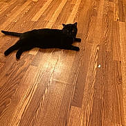 Bb Mccool is registered to the contest to win money with this photo: black_cat, cat, wooden_floor, indoor, pet, animal, flooring, feline, laying_down, resting, domestic_cat, quiet, cozy, home, brown, floor, relaxed, quiet_moment, shadow, animal_portrait