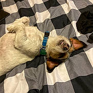 Fella joined the competition — help win amazing prizes! dog, bed, collar, pet, lying_down, tongue_out, black_and_white, checkered_pattern, fur, ears, relaxed, indoor, cute, sleeping_position, animal, resting, canine, domestic_animal, blue_collar, tags