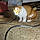 Conway Kitty