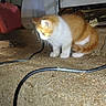 kitten, cat, orange_and_white, curious, cable, concrete, crate, container, cluttered, indoor, pet, animal, small, feline, young, whiskers, ears, tail, side_view, floor