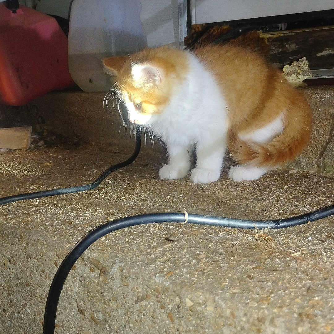 Conway Kitty is registered to the contest to win money with this photo: kitten, cat, orange_and_white, curious, cable, concrete, crate, container, cluttered, indoor, pet, animal, small, feline, young, whiskers, ears, tail, side_view, floor