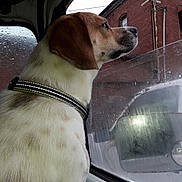 Buzz joined the competition — help win amazing prizes! dog, window, rain, collar, vehicle, side_view, pet, fur, ear, snout, reflection, glass, raindrops, outdoor, brick_building, electric_wires, metal, daytime, animal, looking