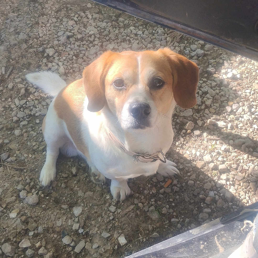 Buzz is registered to the contest to win money with this photo: dog, pet, outdoor, gravel, car, open_car_door, brown_fur, white_fur, animal, canine, looking_up, waiting, sunlight, shadow, collar, cute, small_dog, ears, tail, companion