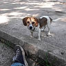 Buzz joined the competition — help win amazing prizes! dog, puppy, concrete, sidewalk, curb, shoe, sneaker, footwear, outdoor, daylight, shadow, grass, plant, brown, white, fur, pet, animal, curious, casual