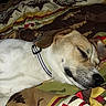 Buzz joined the competition — help win amazing prizes! dog, sleeping, collar, blanket, patterned, indoor, resting, pet, closeup, canine, fur, snout, ears, comfort, relaxation, peaceful, cute, domestic_animal, bed, cozy