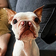 Benji joined the competition — help win amazing prizes! barefoot, boston_terrier, brown_and_white, casual, close_up, companion, couch, curious, dog, domestic_animal, ears, fur, gray_couch, indoor, person_leg, pet, portrait, sitting, snout, whiskers
