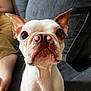 barefoot, boston_terrier, brown_and_white, casual, close_up, companion, couch, curious, dog, domestic_animal, ears, fur, gray_couch, indoor, person_leg, pet, portrait, sitting, snout, whiskers