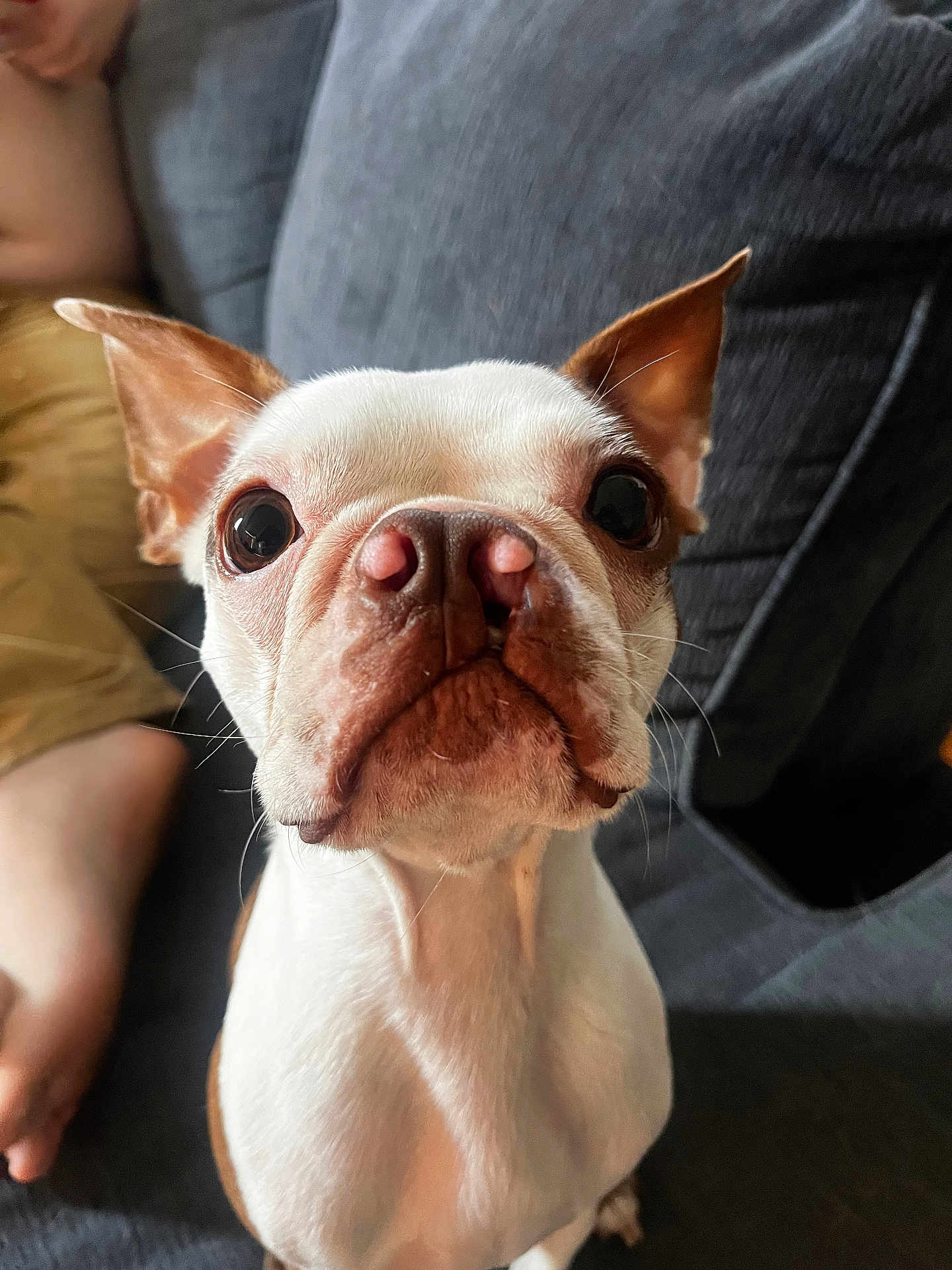 Benji