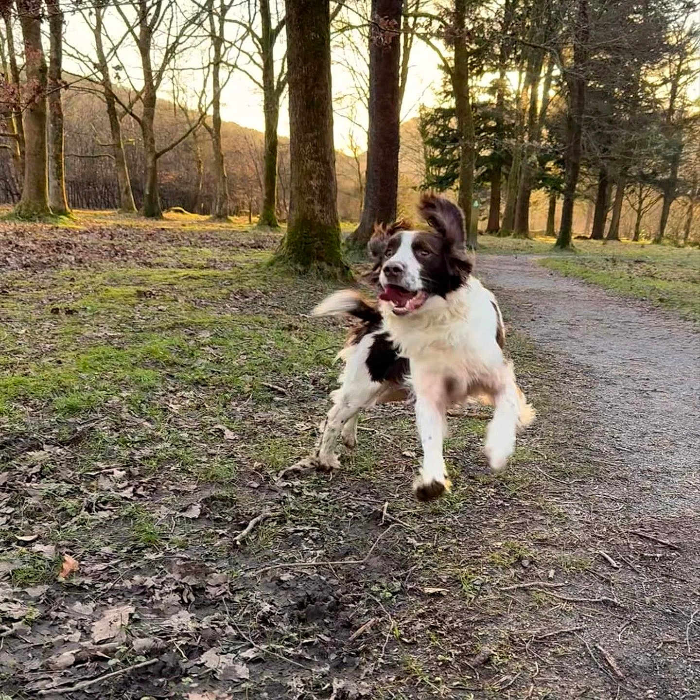 Basil is registered to the contest to win money with this photo: animal, brown_and_white, canine, daylight, dog, energetic, forest, grass, happy, leaves, motion, nature, outdoor, park, path, playful, running, spring, sunset, trees