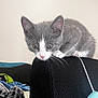 Ziggy joined the competition — help win amazing prizes! kitten, gray_cat, white_cat, cat, pet, feline, indoor, chair, black_chair, curious, whiskers, pink_nose, small_paws, soft_fur, playful, cozy, blanket, cushion, home, cute