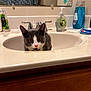 Ziggy is registered to the contest to win money with this photo: animal, bathroom, bottle, cat, closeup, countertop, curious, domestic_animal, faucet, feline, gray_cat, indoor, looking, mirror, pet, sink, soap_dispenser, toiletries, toothpaste, white_cat