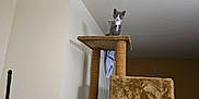 Ziggy joined the competition — help win amazing prizes! animal, cat, cat_tree, corner, curious, cute, domestic, feline, gray_cat, household, indoor, kitten, mop, neutral_wall, perched, pet, soft_lighting, tall, white_cat, young