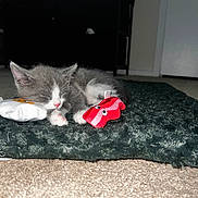 Ziggy is registered to the contest to win money with this photo: kitten, cat, sleeping, toy, plush_toy, carpet, rug, indoor, pet, cozy, cute, small_animal, gray_cat, white_cat, floor, resting, domestic_cat, animal, napping, quiet