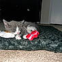 kitten, cat, sleeping, toy, plush_toy, carpet, rug, indoor, pet, cozy, cute, small_animal, gray_cat, white_cat, floor, resting, domestic_cat, animal, napping, quiet