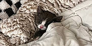 Ziggy joined the competition — help win amazing prizes! kitten, cat, sleeping, blanket, soft, cozy, pet_bed, furry, white, beige, black, checkered, resting, indoor, cute, small, fur, nap, comfort, animal