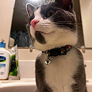 Ziggy joined the competition — help win amazing prizes! animal, bathroom, bell, cat, cetaphil, closeup, collar, curious, cute, domestic_cat, fur, gray_and_white, indoor, mammal, mirror, pet, sink, soap, toiletries, whiskers