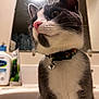 animal, bathroom, bell, cat, cetaphil, closeup, collar, curious, cute, domestic_cat, fur, gray_and_white, indoor, mammal, mirror, pet, sink, soap, toiletries, whiskers