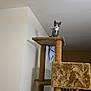Ziggy is registered to the contest to win money with this photo: kitten, cat, cat_tree, indoor, furniture, pet, animal, gray_cat, white_cat, curious, perched, vertical, soft_lighting, home, domestic, small_animal, feline, looking, cozy, room