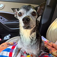 Buster joined the competition — help win amazing prizes! dog, small_dog, pet, animal, car_interior, blanket, colorful, fur, ears, nose, eyes, seat, window, daylight, closeup, portrait, cute, indoor, sitting, curious