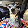 dog, small_dog, pet, animal, car_interior, blanket, colorful, fur, ears, nose, eyes, seat, window, daylight, closeup, portrait, cute, indoor, sitting, curious