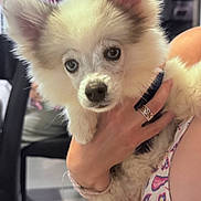 Alfy a rejoint le concours — aidez-le/la à gagner de superbes lots ! animal, blue_eyes, bracelet, curious, cute, dog, fluffy, fur, hand, holding, indoor, mammal, patterned_clothing, paw, person, pet, puppy, ring, soft, young