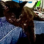cat, black_cat, animal, pet, feline, paw, denim, clothing, fabric, indoor, resting, sleeping, blur, grainy, home, household_items, relaxing, closeup, dark, furry