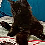 Vegeta is registered to the contest to win money with this photo: kitten, black_cat, pet, animal, fur, paw, whiskers, indoor, cute, resting, curious, feline, young, cozy, blanket, soft, eyes, adorable, domestic_animal, relaxed