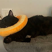 Vegeta is registered to the contest to win money with this photo: black_cat, sleeping, cat_bed, collar, keys, indoor, feline, pet, cozy, soft, resting, fur, whiskers, paws, domestic_animal, quiet, calm, closeup, household, cute