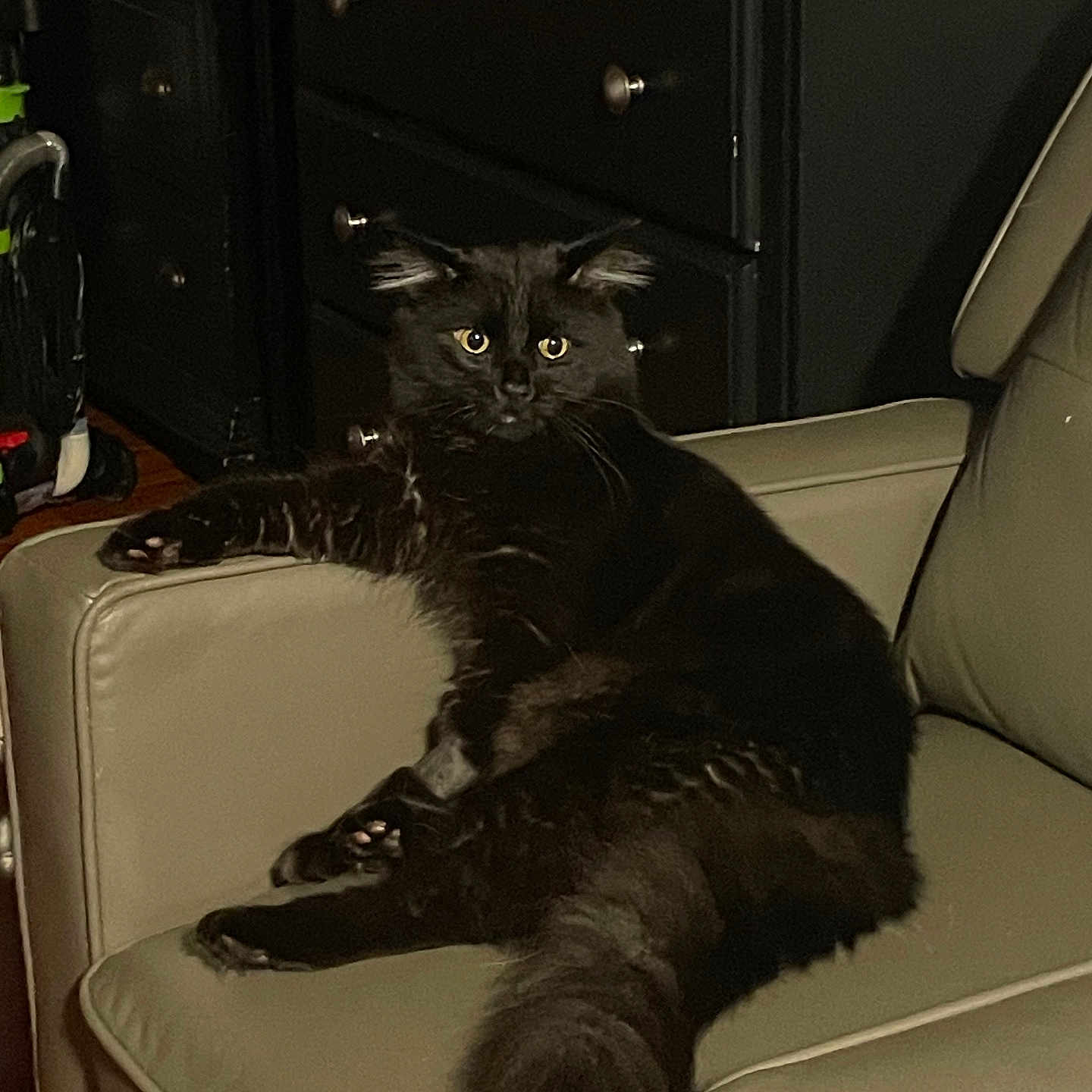 Vegeta joined the competition — help win amazing prizes! armchair, black_cat, cat, curious, dimmer_light, domestic_animal, ears, eyes, feline, fluffy, furniture, household, indoor, living_room, mammal, pet, relaxed, resting, tail, whiskers