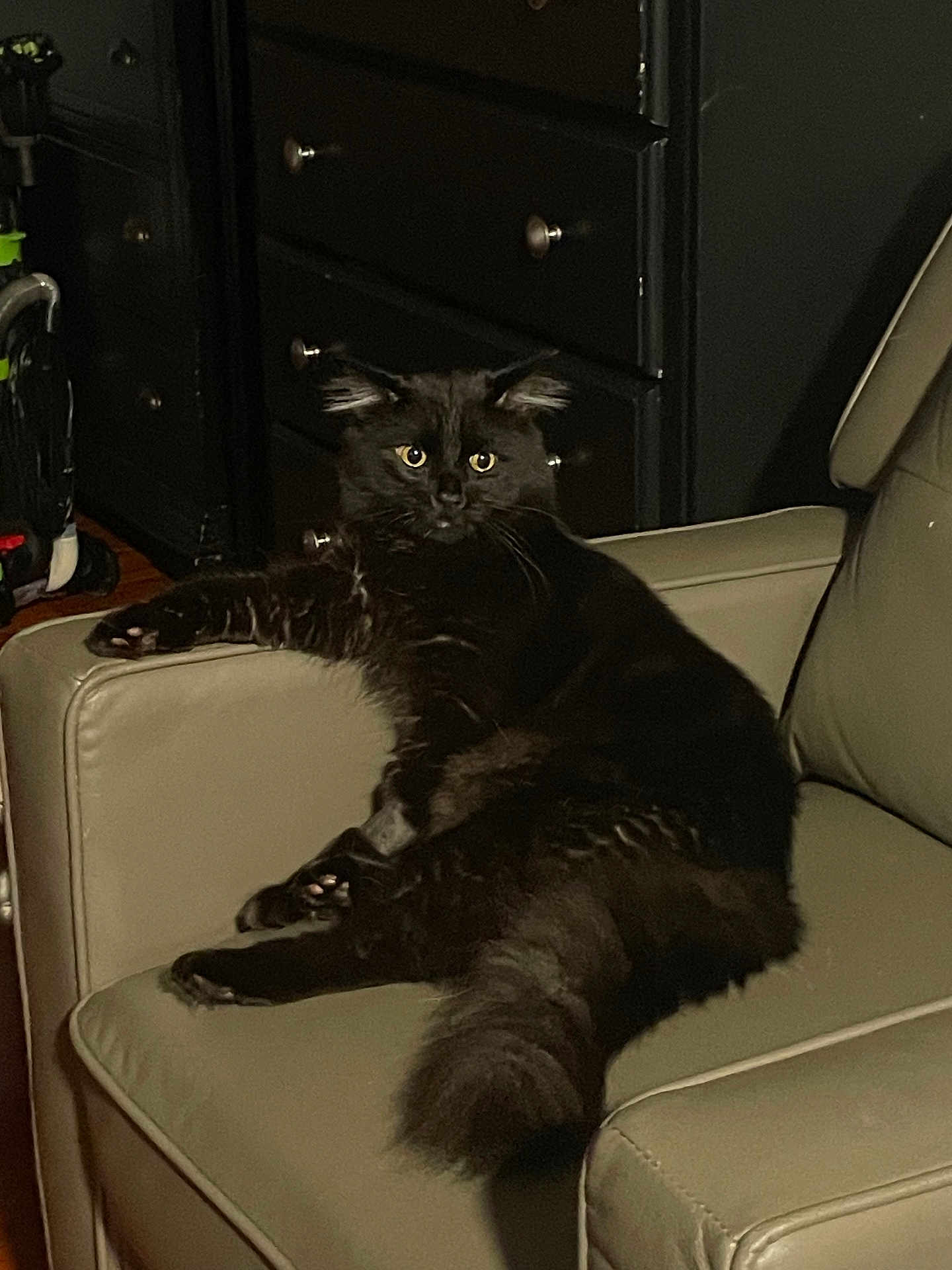 Vegeta joined the competition — help win amazing prizes! cat, black_cat, fluffy, feline, pet, indoor, armchair, furniture, relaxed, curious, household, dimmer_light, living_room, domestic_animal, mammal, whiskers, tail, ears, eyes, resting