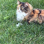 Aurora joined the competition — help win amazing prizes! cat, calico, long_haired, feline, pet, grass, outdoor, nature, portrait, whiskers, paws, ears, yellow_eyes, fur, lying_down, resting, greenery, domestic_cat, summer, meadow