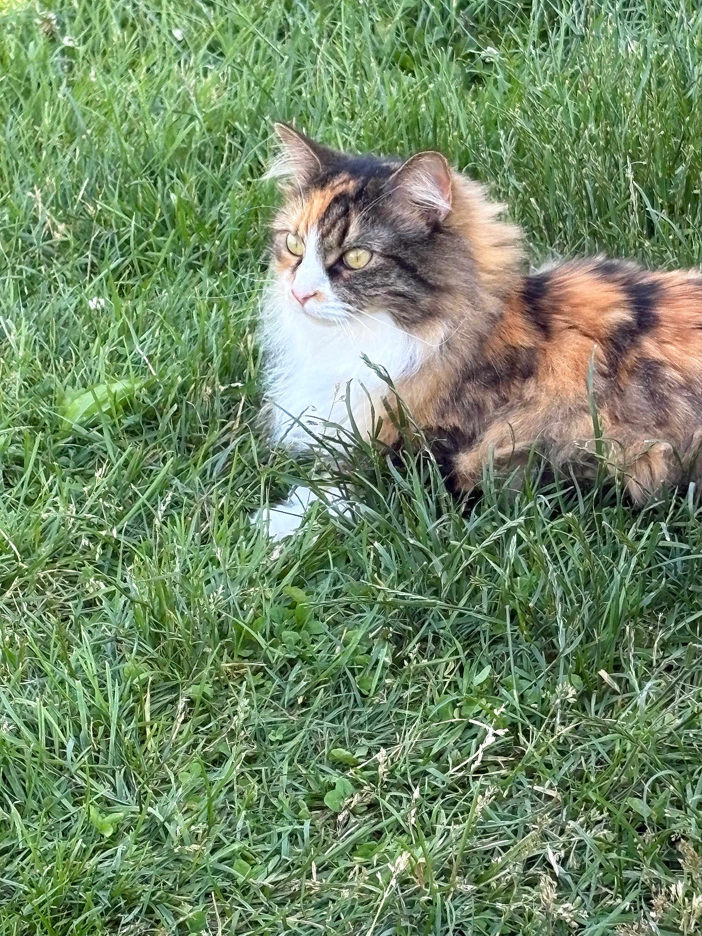Aurora joined the competition — help win amazing prizes! cat, calico, long_haired, feline, pet, grass, outdoor, nature, portrait, whiskers, paws, ears, yellow_eyes, fur, lying_down, resting, greenery, domestic_cat, summer, meadow