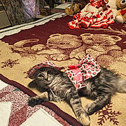 Mia is registered to the contest to win money with this photo: cat, tabby, bed, blanket, stuffed_animals, crocheted_doll, hat, costume, indoor, cozy, feline, animal, pet, patterned_blanket, plush_toys, curious, resting, decor, textile, cute