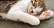 Kaguya a rejoint le concours — aidez-le/la à gagner de superbes lots ! animal, cat, closeup, couch, cozy, cute, ear, fabric_texture, fur, indoor, nap, paw, pet, pink_paw_pads, relaxed, resting, sleeping, tabby, whiskers, white_fur