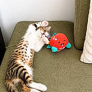 Kaguya participe au concours pour gagner de l'argent avec cette photo : cat, kitten, couch, green_couch, plush_toy, octopus_toy, playful, stretched_out, white_wall, indoor, pet, animal, striped_cat, spotted_cat, relaxed, cute, feline, cozy, soft_light, paw