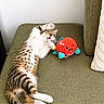 cat, kitten, couch, green_couch, plush_toy, octopus_toy, playful, stretched_out, white_wall, indoor, pet, animal, striped_cat, spotted_cat, relaxed, cute, feline, cozy, soft_light, paw