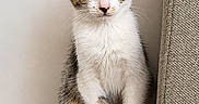 Kaguya a rejoint le concours — aidez-le/la à gagner de superbes lots ! kitten, cat, pet, feline, cute, young, domestic_animal, sitting, fur, whiskers, ears, eyes, tail, indoor, couch, texture, curious, portrait, animal, small