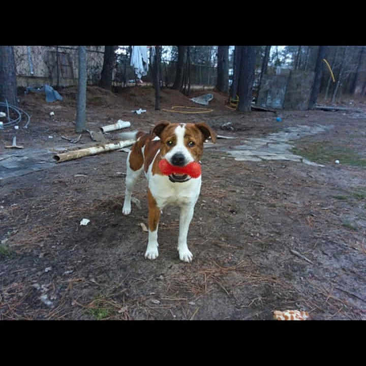 Jaxson Cash joined the competition — help win amazing prizes! animal, ball, boxer, bulldog, canine, dog, grove, hound, land, nature, outdoors, pet, pitbull, plant, puppy, sport, tennis, tree, vegetation, woodland