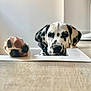 dalmatian, dog, paw, pet, animal, indoor, carpet, white_wall, black_spots, close_up, portrait, curious, cute, laying_down, focus, blurred_background, floor, collar, domestic, friendly