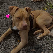 Simba a rejoint le concours — aidez-le/la à gagner de superbes lots ! dog, tan_dog, harness, gravel, outdoor, stone_steps, resting, pet, animal, canine, cute, heart_emoji, nature, sunlight, relaxed, ears, paws, fur, side_view, daylight