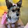 dog, small_dog, pink_bow, pink_outfit, pet, animal, cute, ears, fur, portrait, indoor, shallow_depth_of_field, close_up, sitting, adorable, mammal, companion, domestic_animal, looking_away, focused