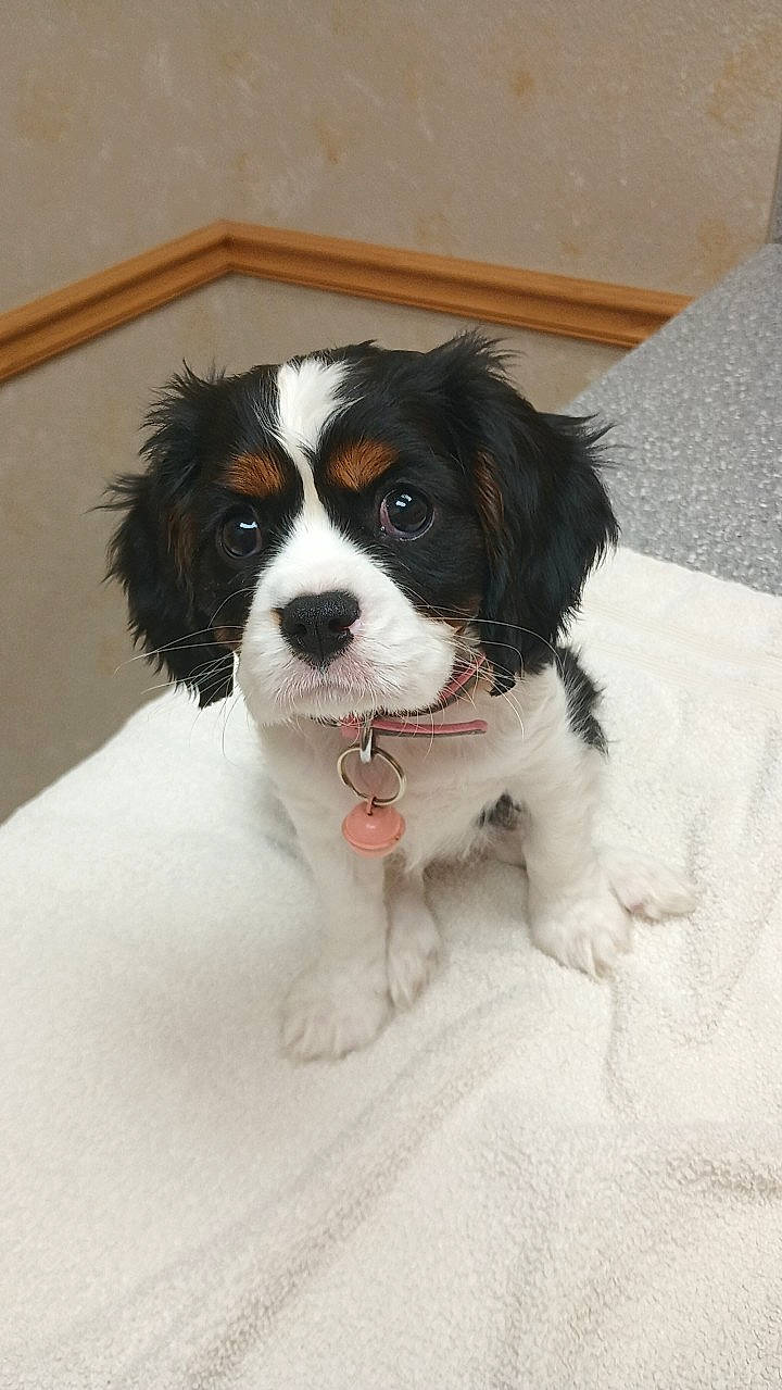 Amara is registered to the contest to win money with this photo: bored, canidae, carnivore, cavalier_king_charles_spaniel, companion_dog, dog, dog_breed, door, fur, gun_dog, king_charles_spaniel, liver, puppy, snout, spaniel, sporting_group, toy_dog, whiskers, working_animal, working_dog