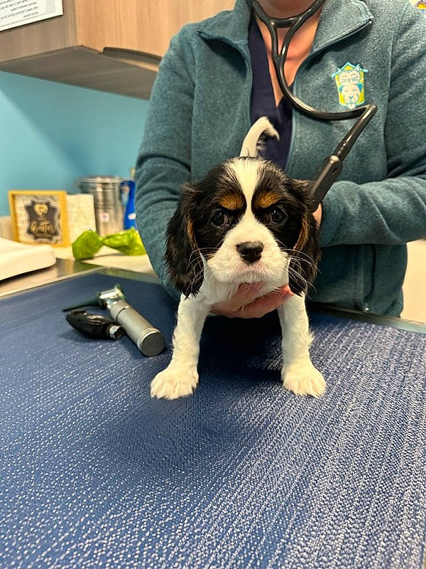 Amara is registered to the contest to win money with this photo: canidae, carnivore, companion_dog, dog, dog_breed, eyewear, fawn, formal_wear, fur, molosser, picture_frame, puppy_love, sleeve, snout, sporting_group, tail, terrier, toy_dog, whiskers, working_animal