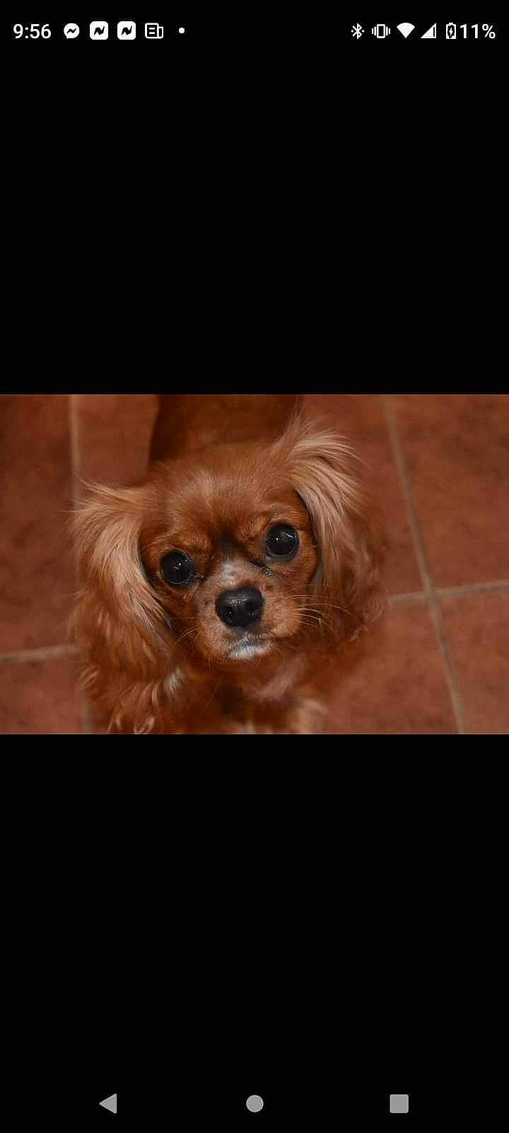 Kiwi joined the competition — help win amazing prizes! canidae, carnivore, companion_dog, dog, dog_breed, eye, fawn, fur, liver, maltepoo, non_sporting_group, puppy, snout, sporting_group, tibetan_spaniel, toy_dog, whiskers, working_animal